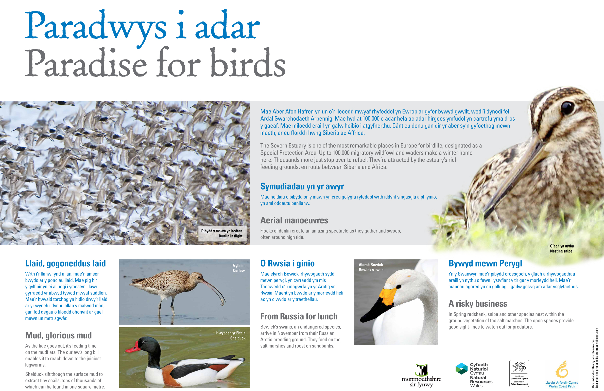 Birdlife of the Severn Estuary